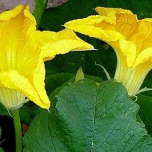 Loofah-Luffa-Luffa-Aegyptiaca-Seed-20-Seeds-111473858691-3