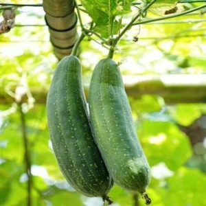 Loofah-Luffa-Luffa-Aegyptiaca-Seed-20-Seeds-111473858691-4