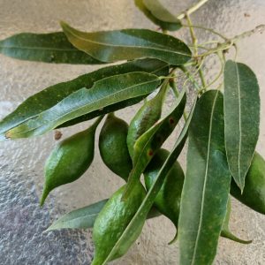 Bottle-tree-Narrow-Leaf-Seed-Brachychiton-rupestri-20-seeds-per-pack-254421937873-2